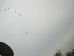 IMG_1824_256.jpg