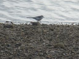 IMG_2008_256.jpg