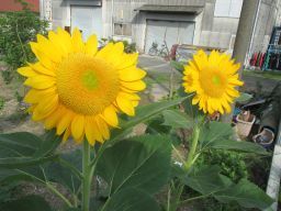 IMG_2645_256.jpg