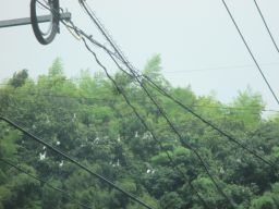 IMG_2653_256.jpg