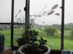 IMG_2664_256.jpg
