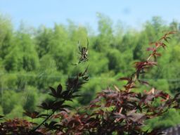 IMG_2665_256.jpg