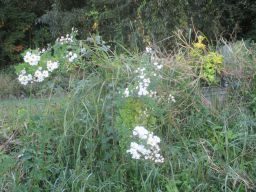 IMG_2900_256.jpg
