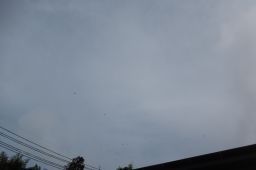 P1010723_256.jpg